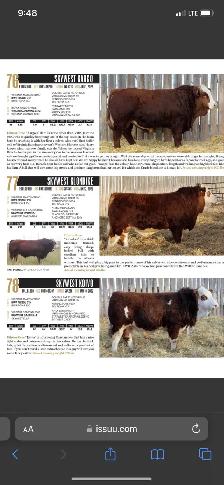 Fleckvieh Simmental Bulls Forsale - Photo 6