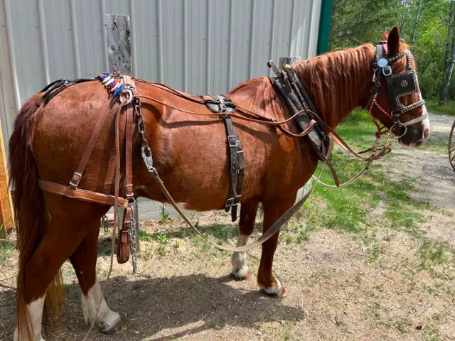 Single Set of Harness