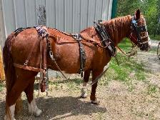 Single Set of Harness