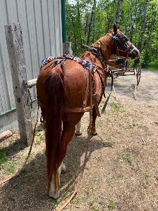 Single Set of Harness - Photo 2