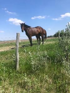 TB MARE Broodmare or riding prospect - Photo 3
