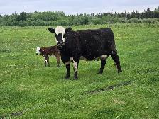 Cow Calf Pair