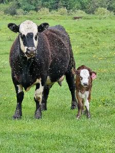 Cow Calf Pair - Photo 2