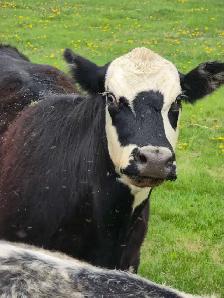 Cow Calf Pair - Photo 3