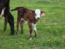 Cow Calf Pair - Photo 4