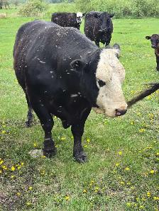 Cow Calf Pair - Photo 5