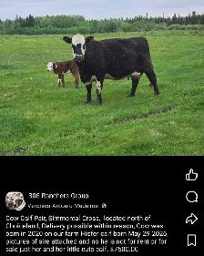 Cow Calf Pair - Photo 6