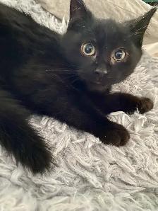 Pet Sitter/ Cat / kitten Boarding fair fees - Photo 2