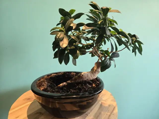 Beautiful Bonsai to let go