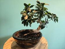 Beautiful Bonsai to let go