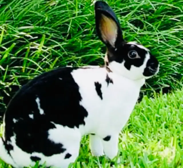 Small Pet Sitter/ Kennel / Bunny Rabbit Boarding/ Rodents