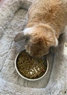 Small Pet Sitter/ Kennel / Bunny Rabbit Boarding/ Rodents - Photo 4