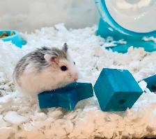 Small Pet Sitter/ Kennel / Bunny Rabbit Boarding/ Rodents - Photo 6