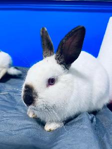 Small Pet Sitter/ Kennel / Bunny Rabbit Boarding/ Rodents - Photo 9