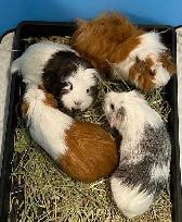 Small Pet Sitter/ Kennel / Bunny Rabbit Boarding/ Rodents - Photo 10