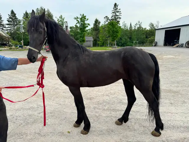7 year old Friesian X Saddlebred Mare