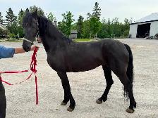 7 year old Friesian X Saddlebred Mare