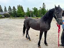 7 year old Friesian X Saddlebred Mare - Photo 2