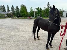 7 year old Friesian X Saddlebred Mare - Photo 3