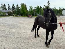7 year old Friesian X Saddlebred Mare - Photo 4