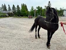 7 year old Friesian X Saddlebred Mare - Photo 5