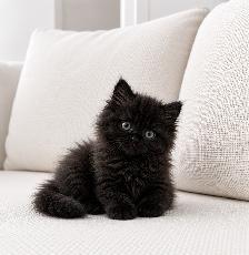 Chaton Siberien hypoallergene