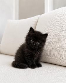 Chaton Siberien hypoallergene - Photo 2