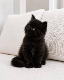 Chaton Siberien hypoallergene - Photo 3