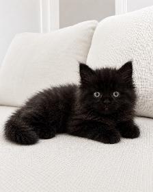 Chaton Siberien hypoallergene - Photo 4