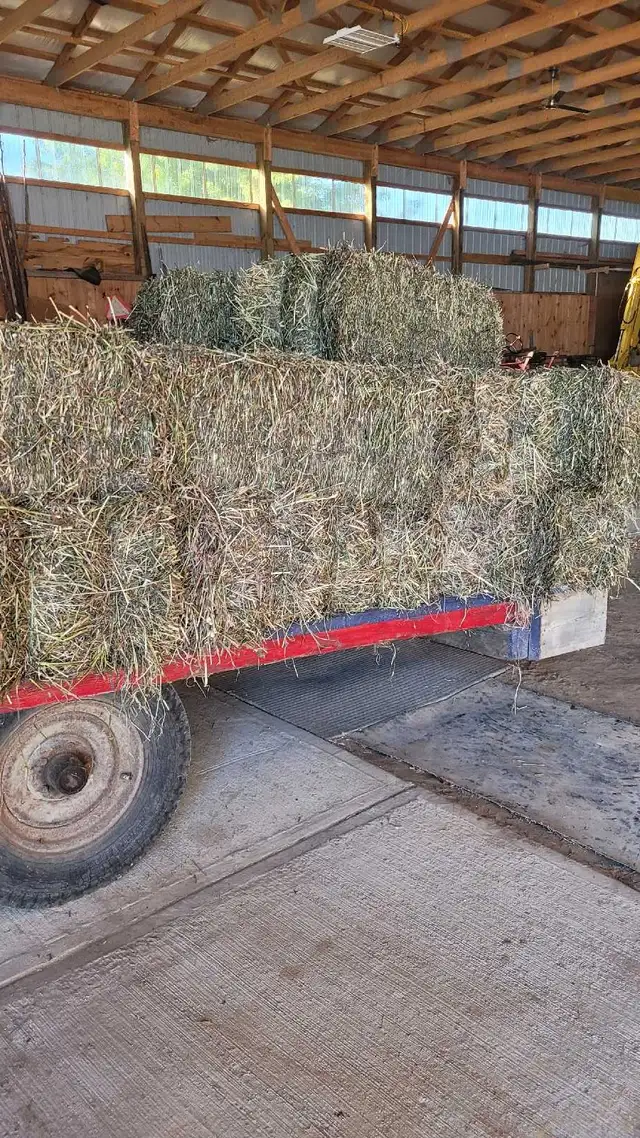 hay(red clover)