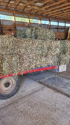 hay(red clover)