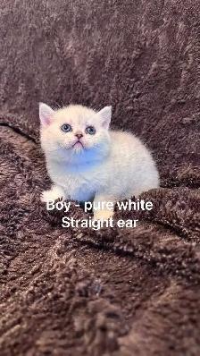 3 left : Purebred British/Scottish short hair kittens$850 - Photo 2