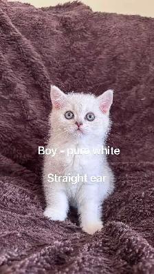 3 left : Purebred British/Scottish short hair kittens$850 - Photo 3