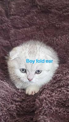 3 left : Purebred British/Scottish short hair kittens$850 - Photo 4