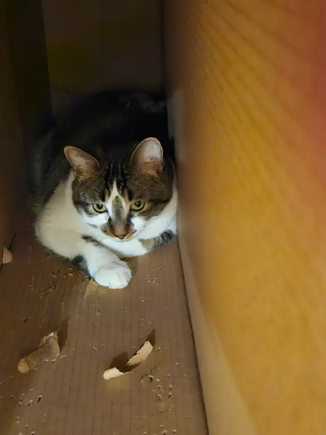 2 Male Cats for Re-Homing