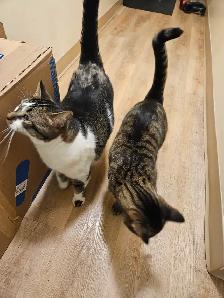 2 Male Cats for Re-Homing - Photo 2