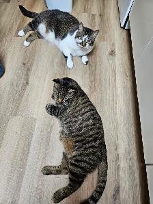 2 Male Cats for Re-Homing - Photo 3