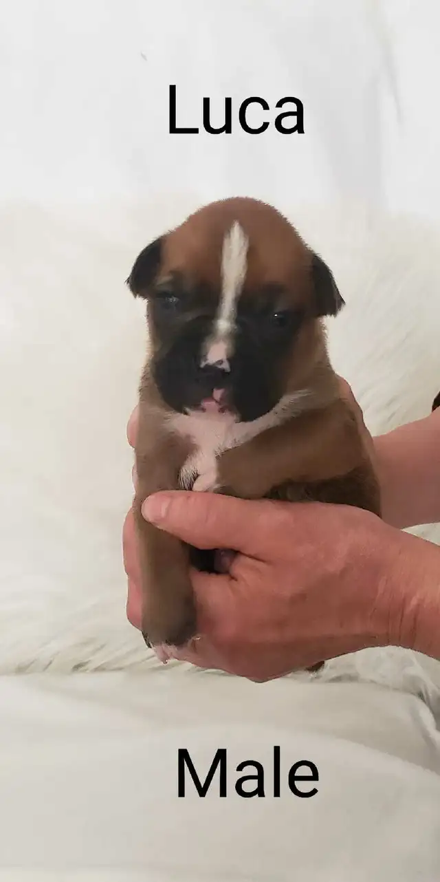 Purebred Boxer Puppies