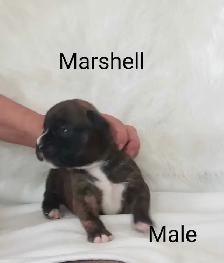 Purebred Boxer Puppies - Photo 2