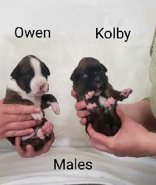 Purebred Boxer Puppies - Photo 3