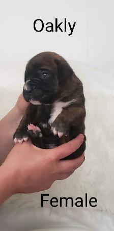 Purebred Boxer Puppies - Photo 4
