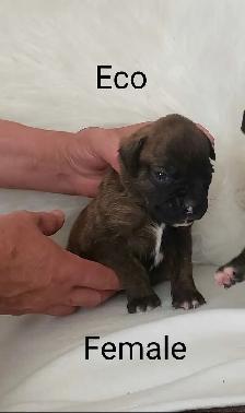Purebred Boxer Puppies - Photo 5