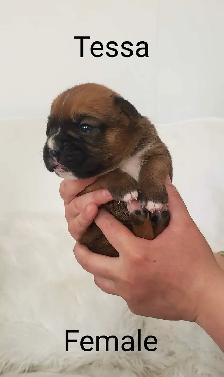 Purebred Boxer Puppies - Photo 6