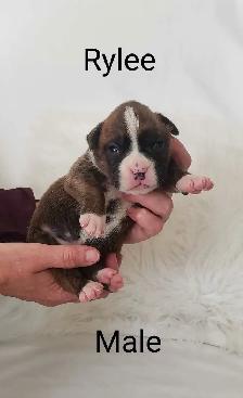 Purebred Boxer Puppies - Photo 7