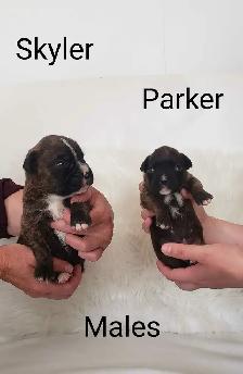 Purebred Boxer Puppies - Photo 8