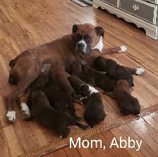 Purebred Boxer Puppies - Photo 9