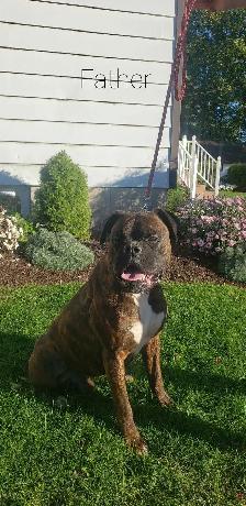 Purebred Boxer Puppies - Photo 10