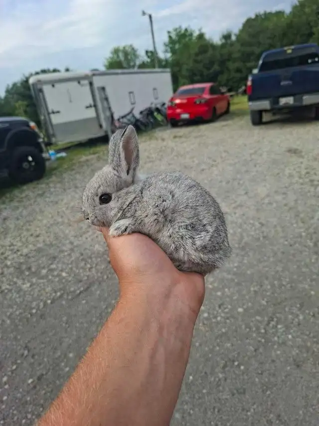 Bunnies for sale!!