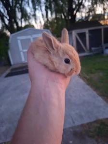 Bunnies for sale!! - Photo 2