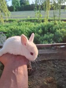 Bunnies for sale!! - Photo 3